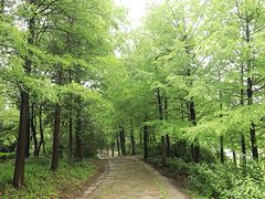 -新江湾城公园