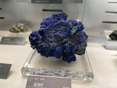 -中国地质博物馆