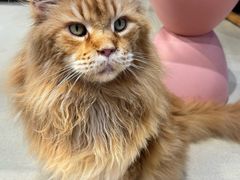 -藏猫猫咖啡主题馆(中央大道店)