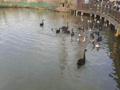 -溱湖国家湿地公园