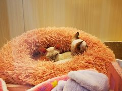 -momokira米努特·德文卷毛猫·棉花面纱犬