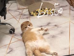 -袖虎·猫馆(体育西路店)