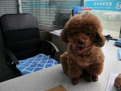 -甄爱宠物医院(疏影路店)