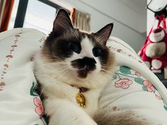 -瑞派紫金宠物医院24小时·骨科·中兽医·重症转诊中心(番禺大石院)