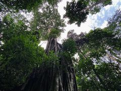 -西双版纳原始森林公园