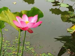 -新江湾城公园