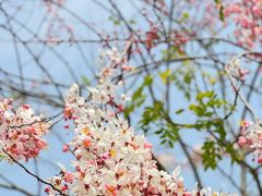 -深圳国际园林花卉博览园