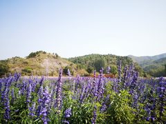-紫海香堤香草艺术庄园