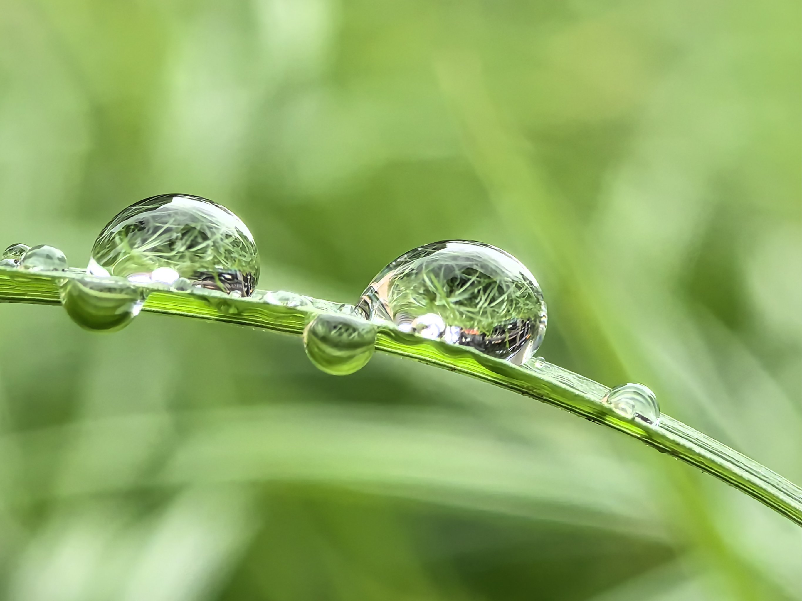 早上花草露水图片图片