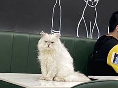 -安格丽娜·狗咖·猫咖羊驼咖(春熙路百盛商场店)