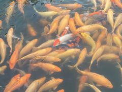 -长春市南湖公园