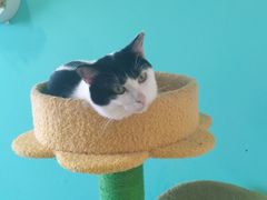 -猫在这儿猫咪咖啡馆·撸猫馆