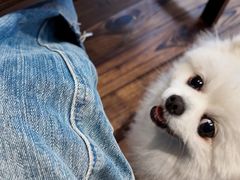 -翊宠yipet猫狗购宠庄园犬舍•猫舍