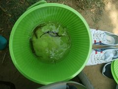 -丁香湖公园