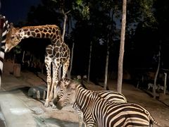 -清迈夜间动物园