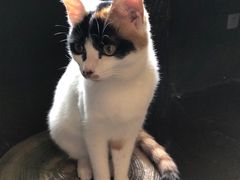 -猫猫幼稚园·撸猫·桌游·电玩