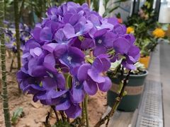 -花好悦园酒家(大石店)