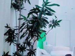 -姜美堂·蒸姜除湿の纤体美颜馆