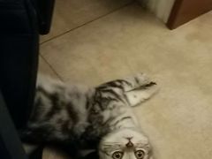 -70cat德文卷毛猫·缅因猫纯种猫舍