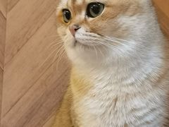 -MOCHA明星猫咖(田子坊店)