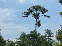 -中国科学院西双版纳热带植物园