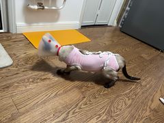 -康乐宝动物医院