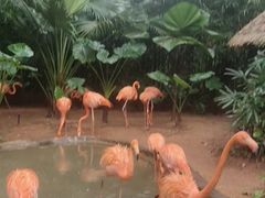 -海南热带野生动植物园