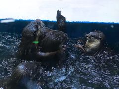 -华夏文旅海洋公园