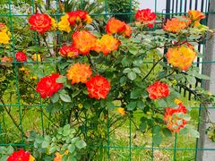 -呼吸森林·生态农庄农家乐私房菜