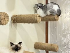 -共舞时光猫咖·狗咖(新街口店)