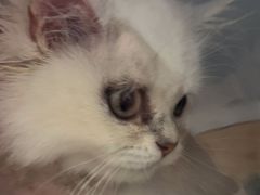 -瑞派康怡24h宠物医院·犬猫医疗中心·微创绝育(瑞景分院)