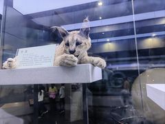 -国家自然博物馆