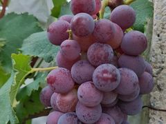 -马陆小张葡萄园农家乐