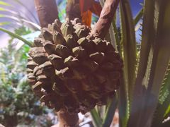 -正佳雨林生态植物园