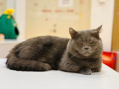 -COLOR PETS 撸猫馆·购猫·猫咖(长风大悦城店)