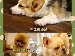 -柯斗斗主题餐厅·狗咖·围炉煮茶·茶饮(国瑞升平里店)