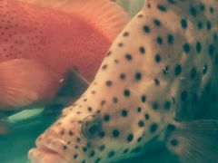 -凯华海鲜火锅·传承三十六年