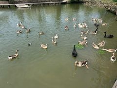 -溱湖国家湿地公园