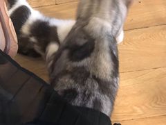 -Cappucimeow猫咪咖啡馆(韦伯时代店)