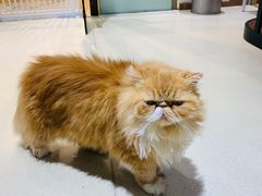 -藏猫猫咖啡主题馆(中央大道店)