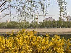 -桃花堤公园
