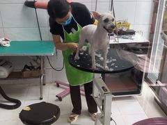 -利又安动物医院··老年病·猫科犬科·中兽医