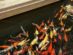 -龙悦湾酒家·八阵鱼生·渔人码头店
