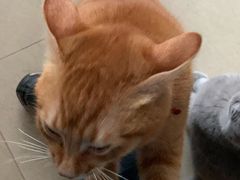 -瑞鹏宠物医院·夜间急症·心超·猫科(祖庙分店)