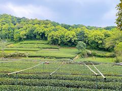 -龙坞茶村