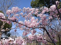 -顾村公园