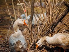 -长白岛森林公园