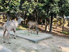 -清迈夜间动物园