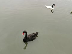 -上海野生动物园老虎餐厅