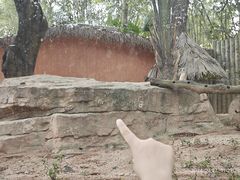 -深圳野生动物园